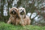 LHASSA APSO 226